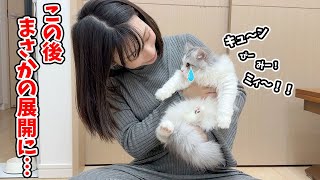 つらすぎて初めて泣いちゃった子猫がまさかのこうなった…！