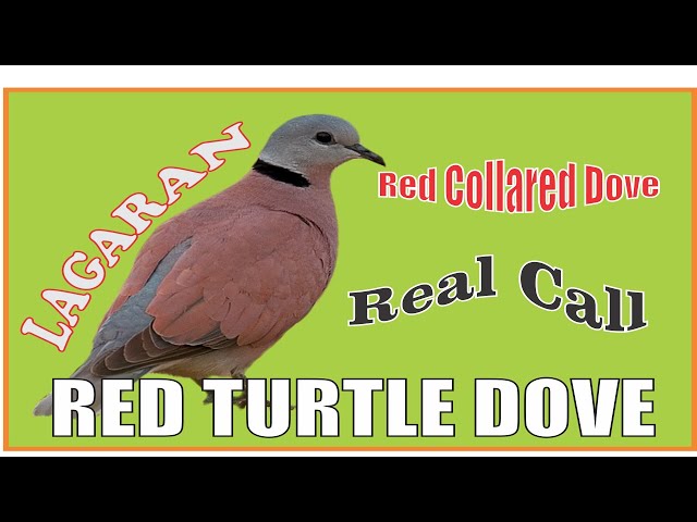 Red collared  dove / Red turtle dove / Lagaran  calls class=