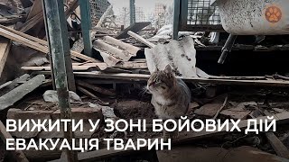 ДОНЕЦЬКА ОБЛАСТЬ | Вижити у зоні бойових дій | Евакуація тварин