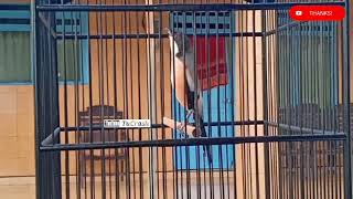 MASTERAN CENDET SUPER SPEED, TEMBAKAN RAPAT VOLUME || CENDET GACOR ROLL TEMBAK SPEED