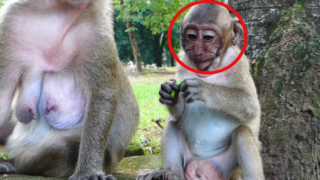 Poor Baby Monkey Cry For Food, Baby Crying While Eating Fruit,MT ST 159