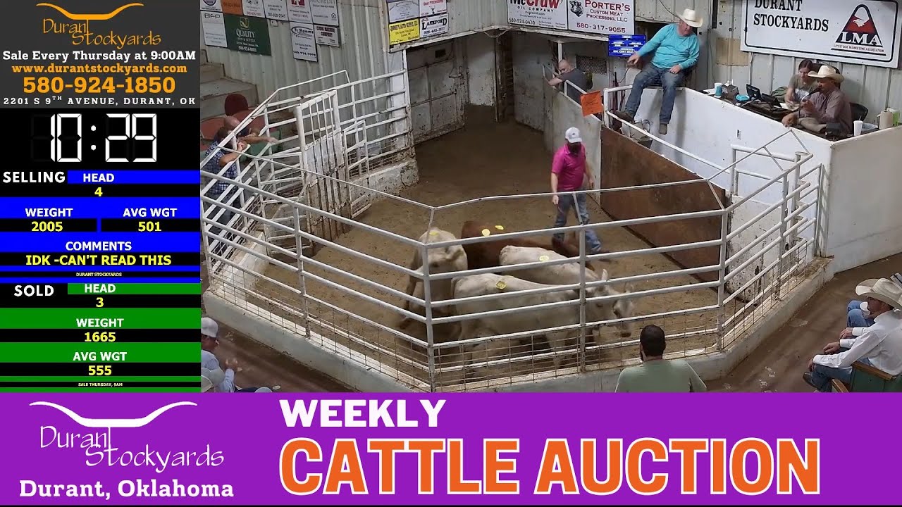 8/7/2025 - Live Cattle Auction from Durant Stockyards (Durant, OK)