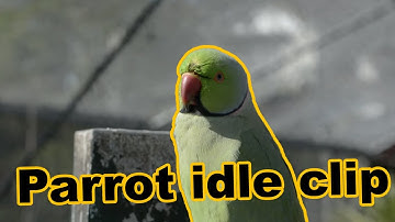 parrot, turning head, looking around,  animation reference