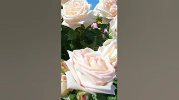Можно ли поливать розы дрожжевым раствором? 🌹