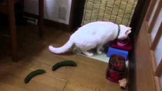 Warum haben Katzen Angst vor Gurken? - Spektrum der Wissenschaft