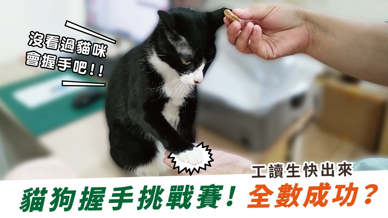 貓咪也會握手 公司犬貓握手大集錦 Youtube