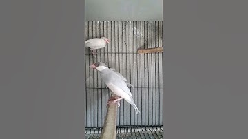 java sparrow my birds colony #java #javascript #birds #viral #shorts #trending #subscribe #foryou