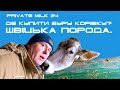 Де купити буру корівку. Швіцька порода. Єкатеринославський МВК | Private Milk | Травецький