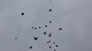 николаевские голуби | фильмы 2017