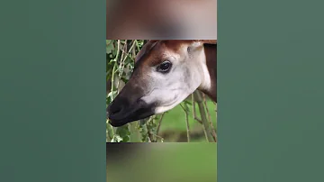 Окапи кто же вы на самом деле ​
