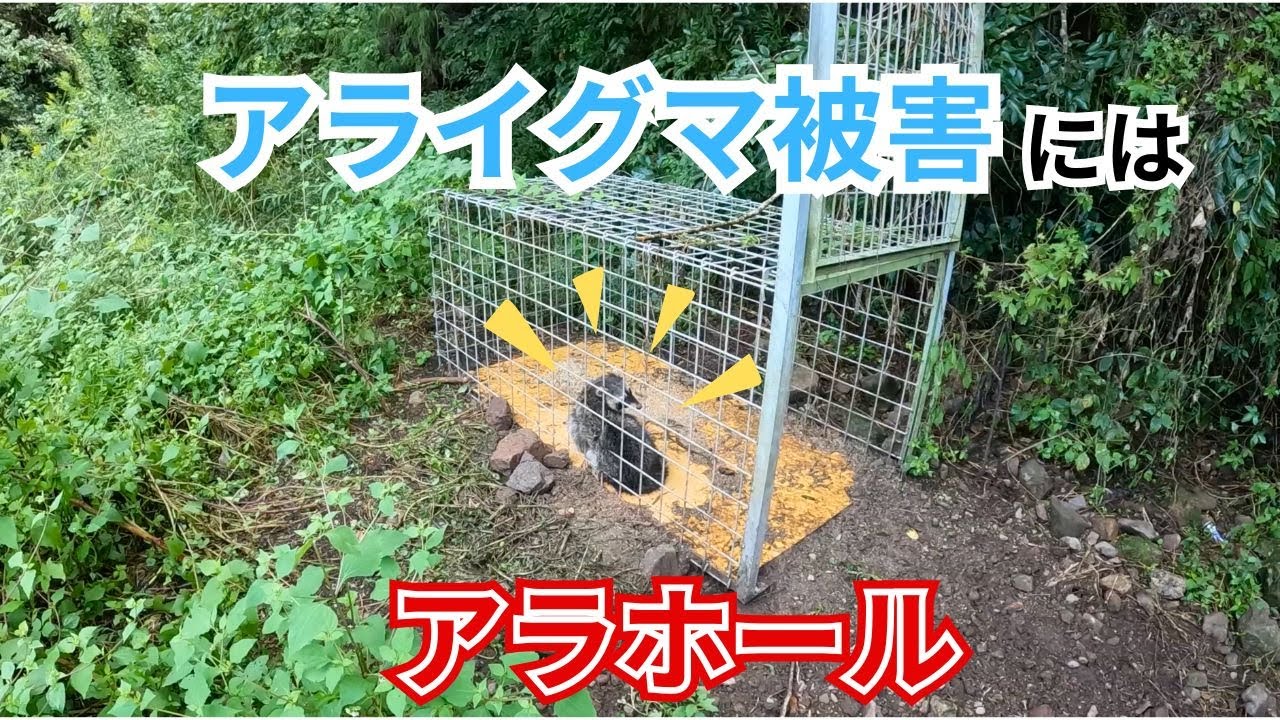 アライグマの被害対策にはアラホールがオススメです。 - YouTube
