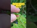 熟したツリフネソウの種【#自然観察 #植物 #ツリフネソウ 】