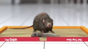 TVC: Lem Tikus CAP GAJAH - Director