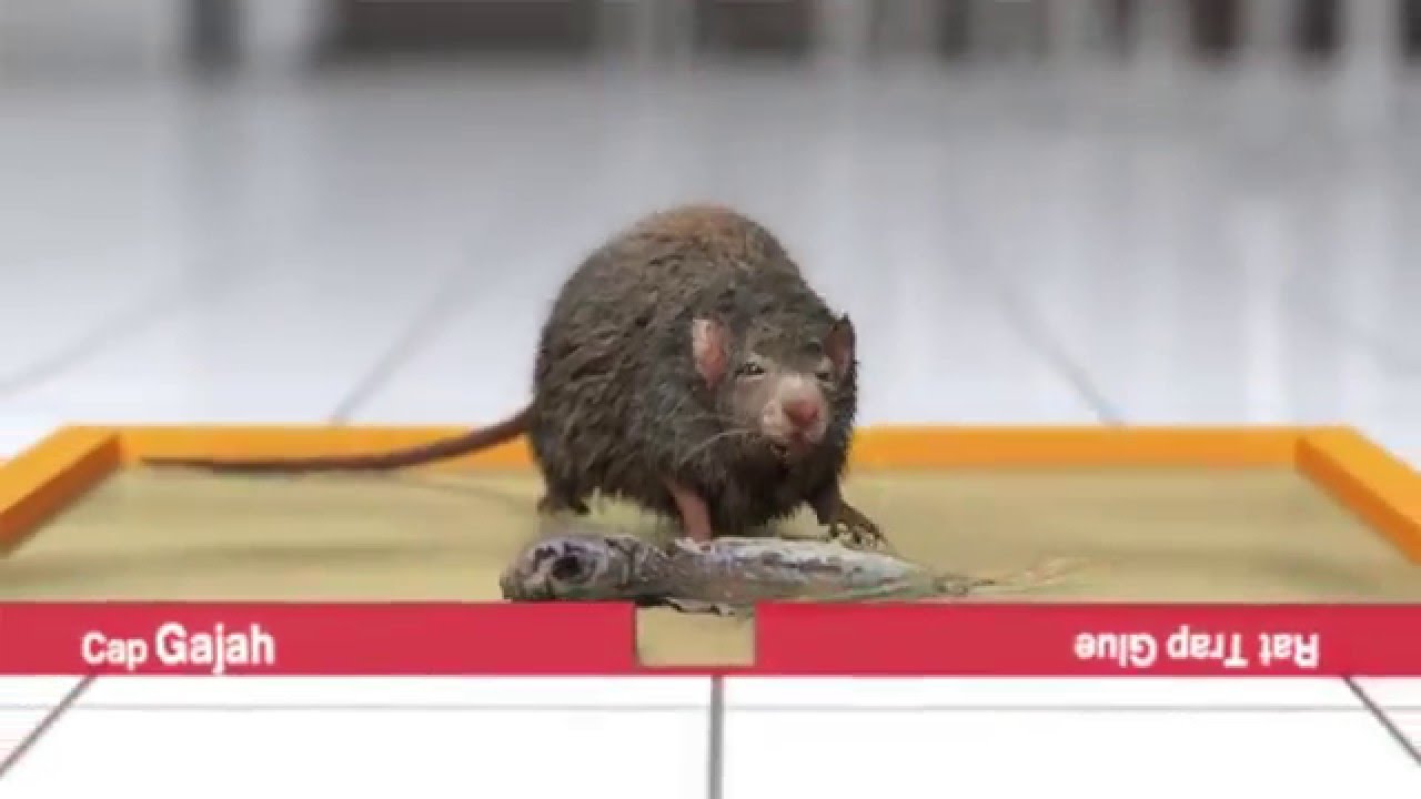 tips mengusir tikus dari rumah - lem tikus