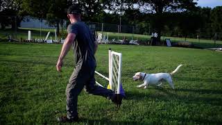 AKC ACT 1 Test  Virtual  Course Act1 SetARd1  Bentley