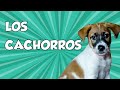 TENER (CRIAR )CACHORROS | Wari y Sus Patas