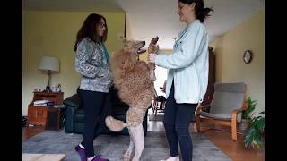 Red standard poodle dancing by Debra Pohl 585 views 4 years ago 2 minutes, 29 seconds