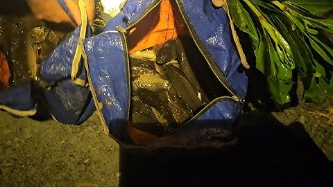 Câu cá trê vàng Tân Hưng , Tiền Giang trúng cá anh em ơi / Phongphan-TV