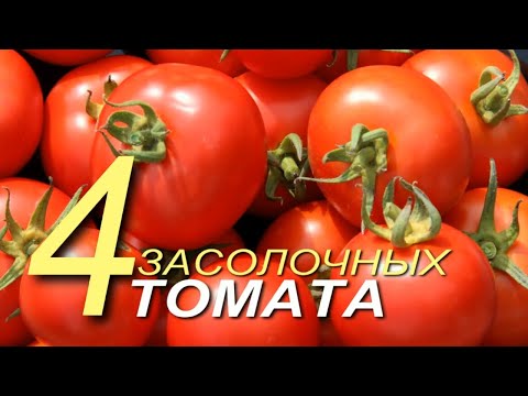 ЗАСОЛОЧНЫЕ сорта томатов