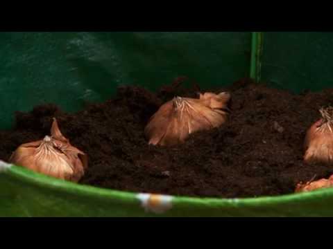 Video: Gladiolen Kweken In Potten