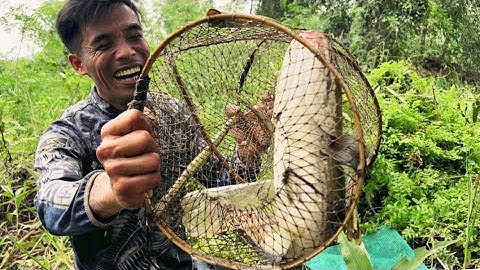 Cá Lóc Cambodia Rất To lots of big fish in the wild