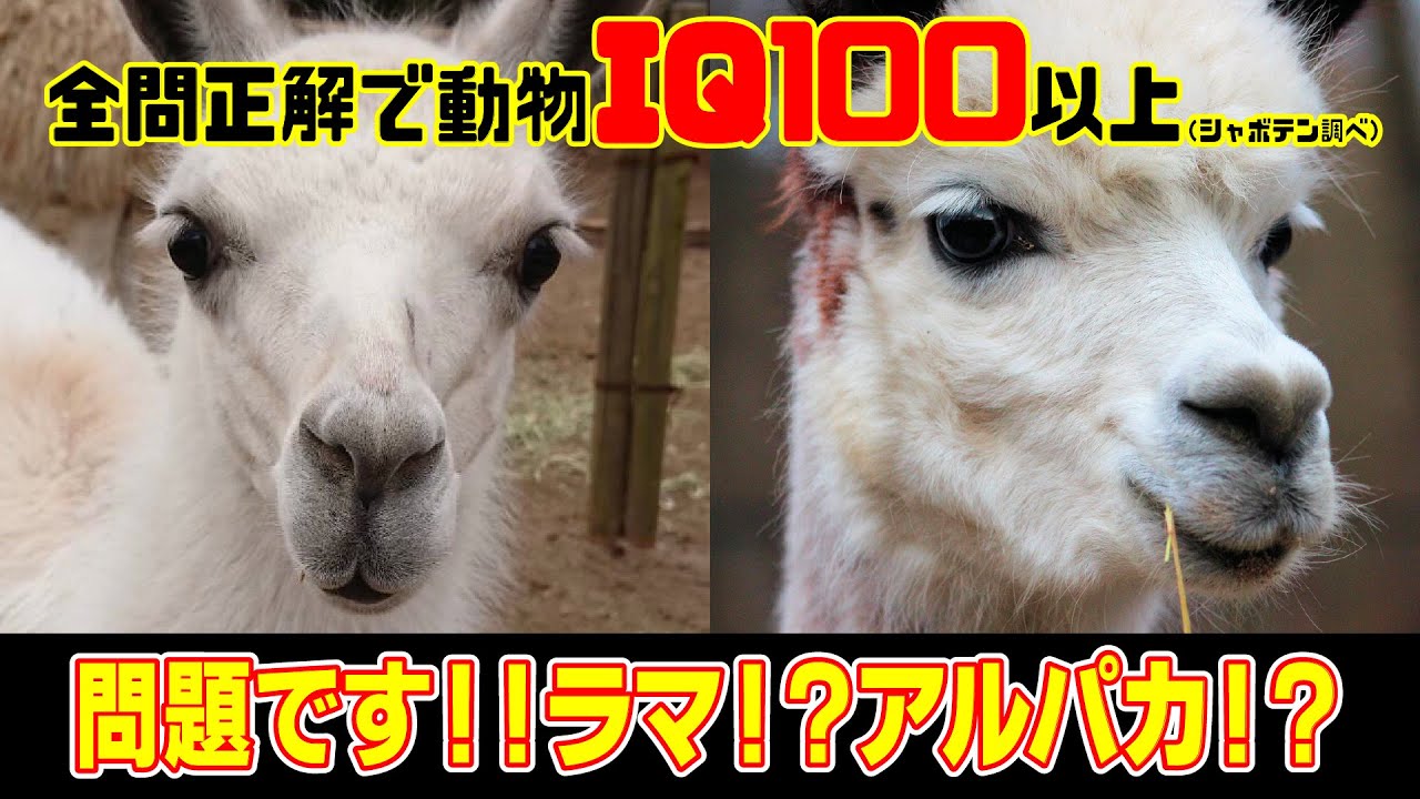 クイズ 問題です ラマ アルパカ 全問正解で動物iq100以上 シャボテン調べ Youtube