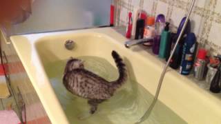 Katze badet