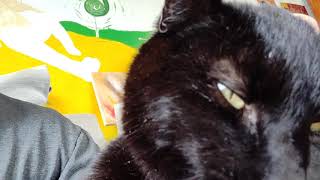 Midnight loves Dream Theater too by Jake Groves 59 views 3 years ago 31 seconds