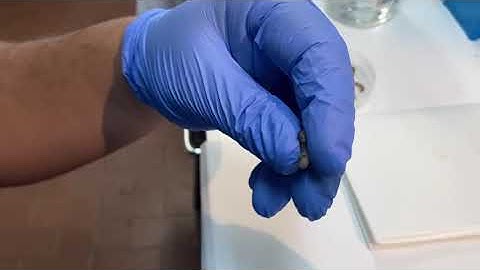 Haemolymph extraction from Spodoptera larvaes. (2)