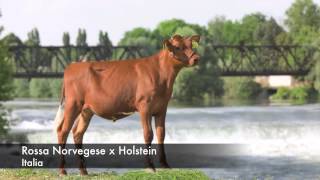 Crossbreeding con la Rossa Norvegese