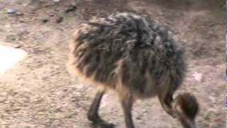 Ostrich farm in Anand Gujarat