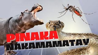 Mga Pinaka Nakamamatay na Hayop / Insekto / Parasitiko Sa Mundo.