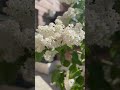 #белаясирень#весна2024