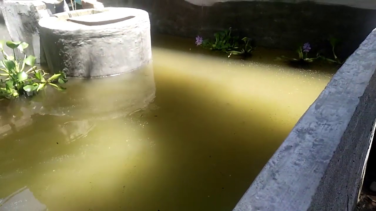 Budidaya Ikan Lele Sangkuriang 