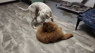 Dogs at Play: #puppy #goldendoodle #springerspaniel #deafdogsrock