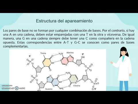 Apareamiento de bases y el impacto de la doble helice