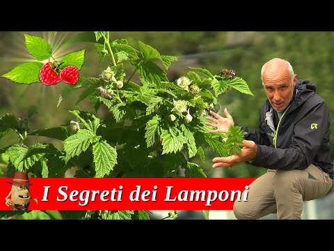 Video: Come raccogliere le piante di lampone: suggerimenti per la raccolta di lamponi freschi