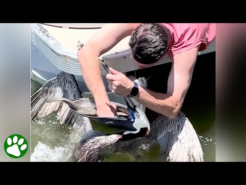 Man Saves Pelican Choking on Fish