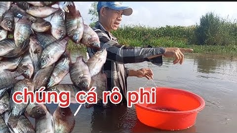 Giăng lưới cá rô phi vào mùa trời mưa lũ chúng cá phi non/vinhvlog
