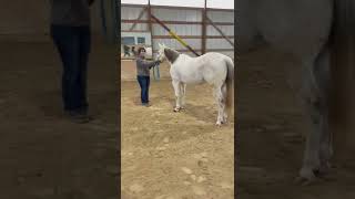 Aqha Halter - Virtual Horse Show