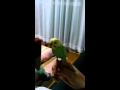 Nico the budgie is stronger than you