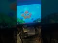 nick jr backwards