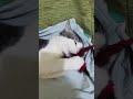 Playtime After Their Breakfast Si Angel Antok Dahil Nag Hanap Nanaman Ng Chicks At Wiwi Ng Wiwi Playtime After Their Breakfast Si Angel Antok Dahil Nag Hanap Nanaman Ng Chicks At Wiwi Ng Wiwi