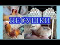 Курочки несушки. Наши ошибки Вам на пользу