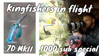 PHOTOGRAPHING KINGFISHERS IN FLIGHT | Canon 7d mkii &amp; 100-400mm f4.5-5.6 | 1000 SUBSCRIBER SPECIAL