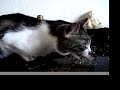 Dookie in the sky with catnip