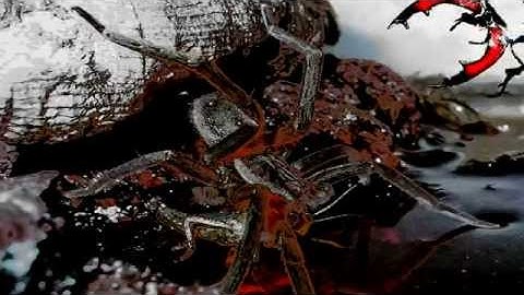 Front Line Assembly - PROPHECY "promo video v3"