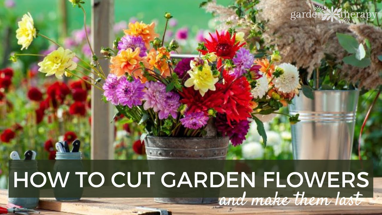 How to Make Cut Flowers Last: Easy Tips and Tricks that WORK!