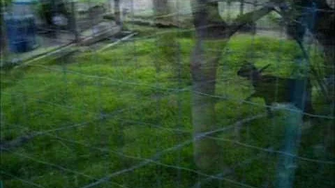 Watch the video about An American Bobtail cat and pygmy goat playing tag