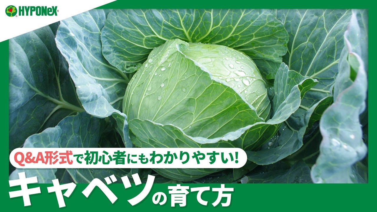 31 キャベツの育て方 春植えと秋植えの違いは 上手に結球させるコツや 害虫対策などもご紹介 Plantiaq A 植物の情報 育て方をq A形式でご紹介 Youtube